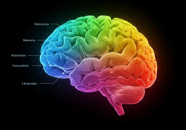 Una representación abstracta de varias funciones cognitivas en el cerebro